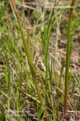 Zephyranthes atamasco