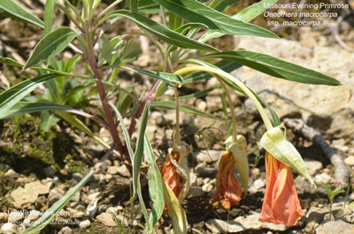 Oenothera macrocarpa ssp macrocarpa