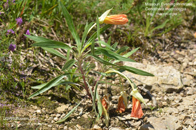 Oenothera macrocarpa ssp macrocarpa