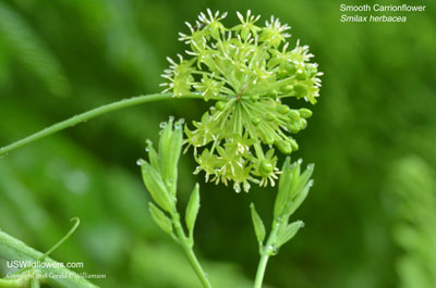 Smilax herbacea