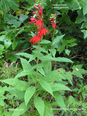 US Wildflower - Cardinal Flower, Scarlet Lobelia - Lobelia cardinalis