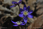 Blue Hepatica nobilis