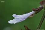Lyre-leaf sage