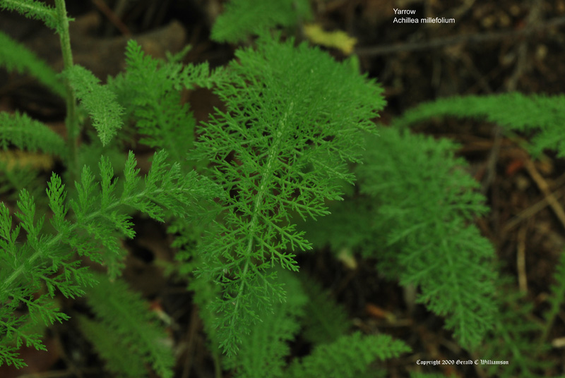 US Wildflower - Common Yarrow, Milfoil - Achillea millefolium